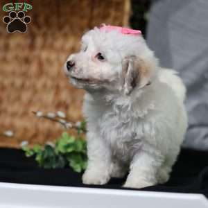 Robin, Bich-Poo Puppy